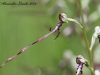 Himantoglossum adriaticum 02.jpg